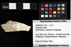 Foto (Objket + Etiketten) von Decapoda indet. 